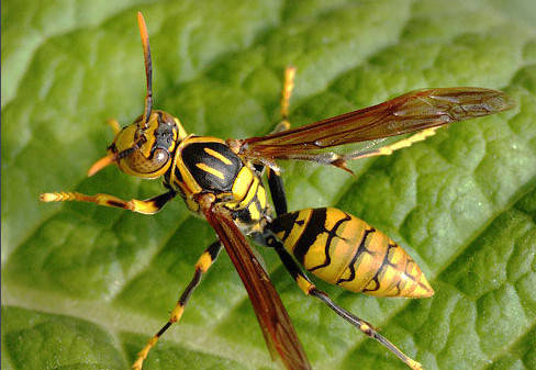 家里有牛角蜂怎么辦(家里來牛角蜂什么預兆) 家里有牛角蜂怎么辦(家里來牛角蜂什么預兆)