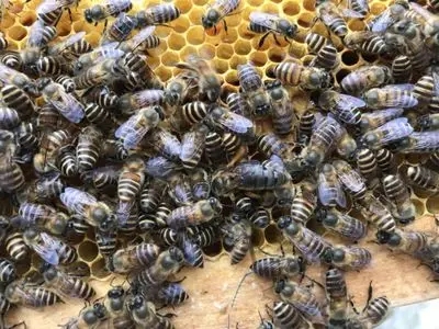 誘捕到工蜂能否介蜂王（買個(gè)蜂王能誘到蜂嗎）