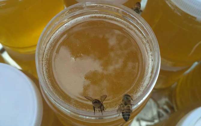 鴨腳木蜜多少錢一斤(鴨腳木蜜價格多少錢一斤) 鴨腳木蜜多少錢一斤(鴨腳木蜜價格多少錢一斤)