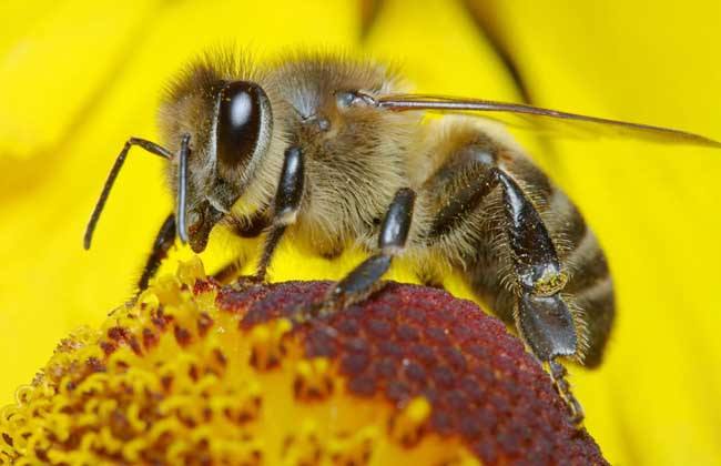 【蜜蜂知識】野生蜜蜂的養殖方法 野生蜜蜂的養殖方法