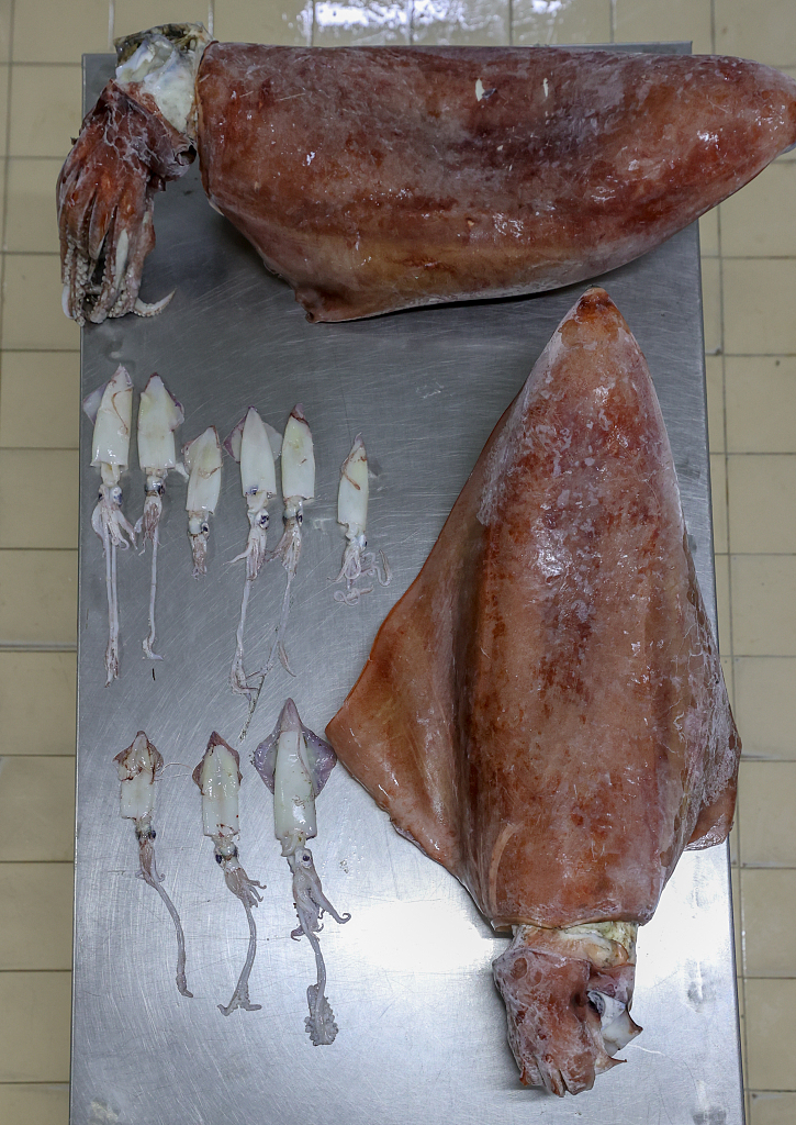 愛琴海出現(xiàn)16公斤巨型烏賊 科學(xué)家稱因海水溫度升高