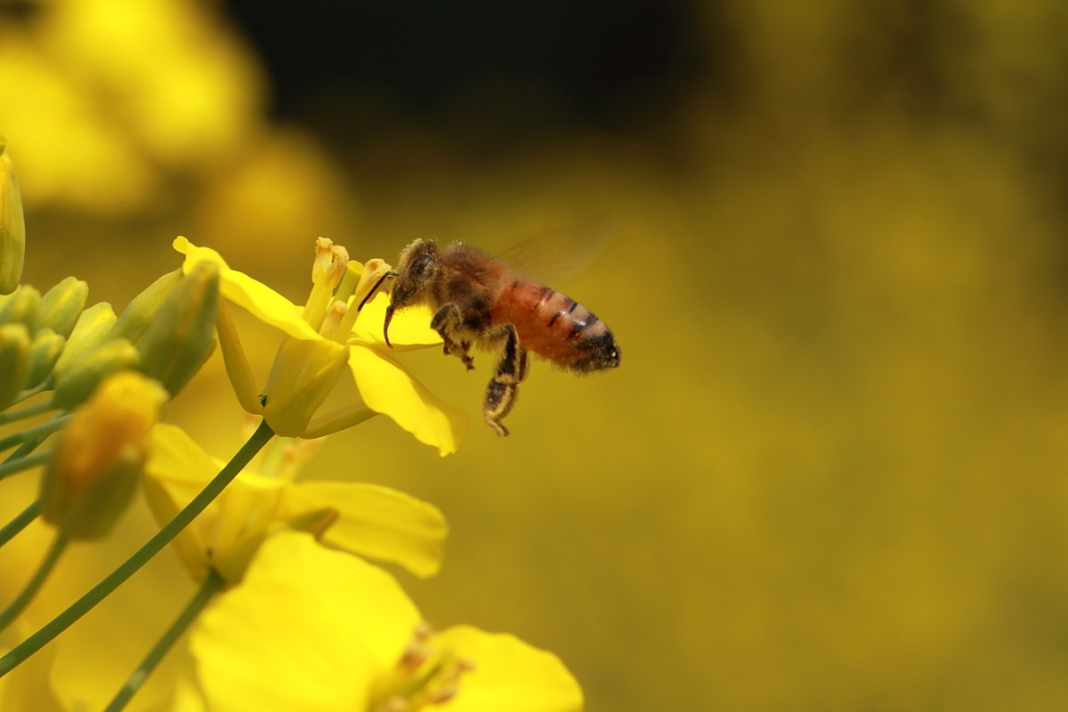 土蜂和蜜蜂的區別是什么？(中蜂和土蜂是一樣嗎)