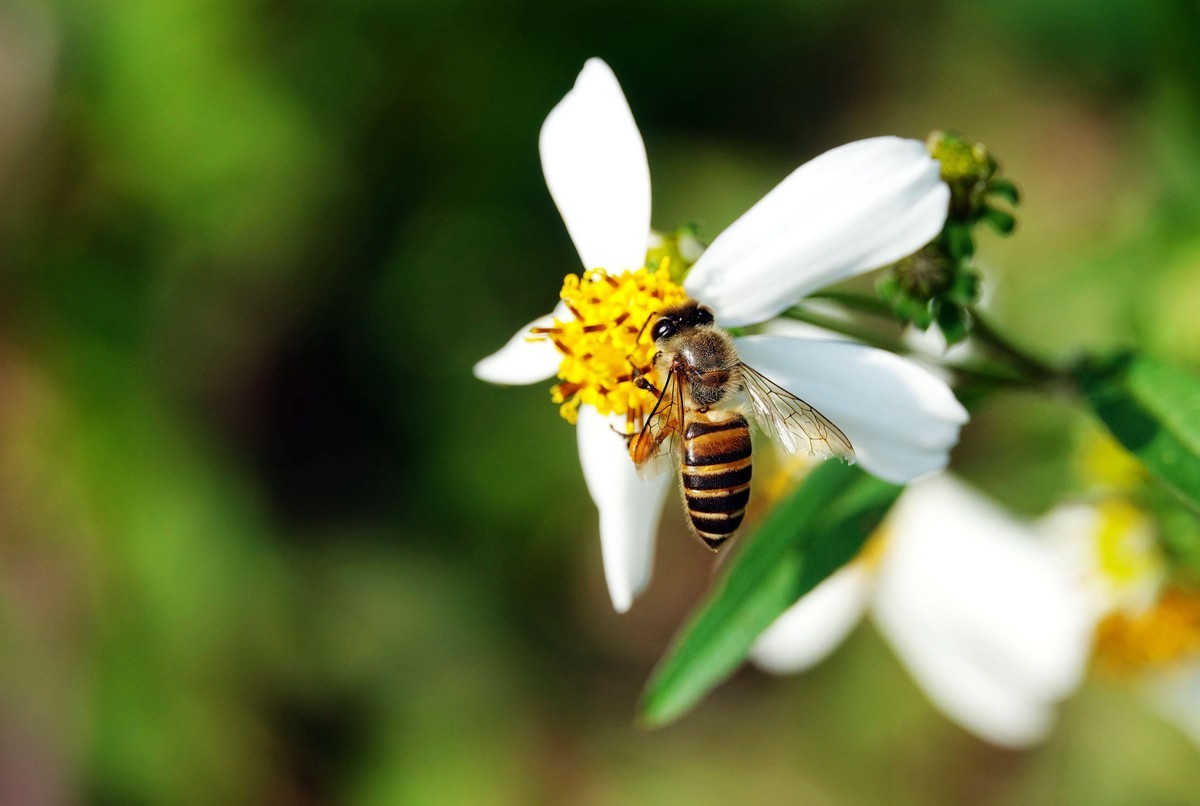 蜜蜂為什么要采蜜和釀蜜？它們?yōu)檎l采蜜？