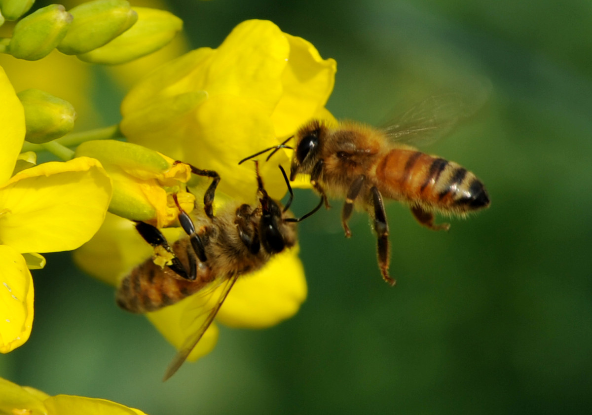 蜜蜂為什么要采蜜和釀蜜？它們?yōu)檎l采蜜？