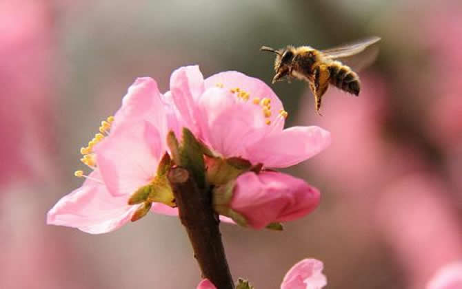 急造王臺出的蜂王能要嗎？