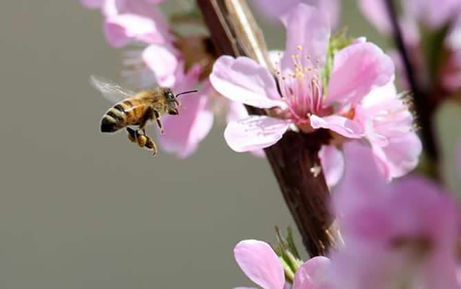 急造王臺出的蜂王能要嗎？