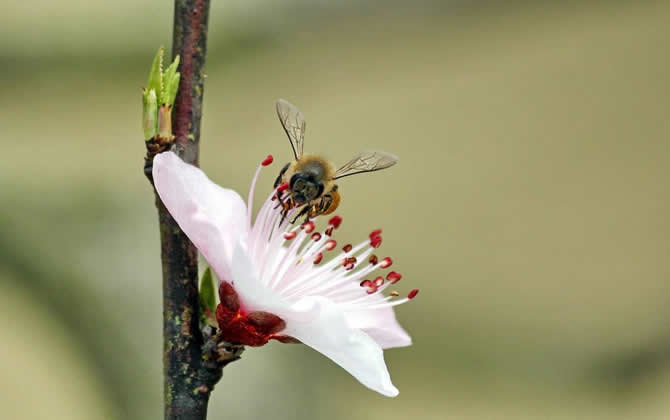 急造王臺出的蜂王能要嗎？