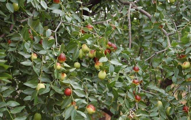 蜜源植物一覽表 蜜源植物一覽表