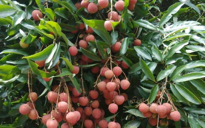 蜜源植物一覽表 蜜源植物一覽表