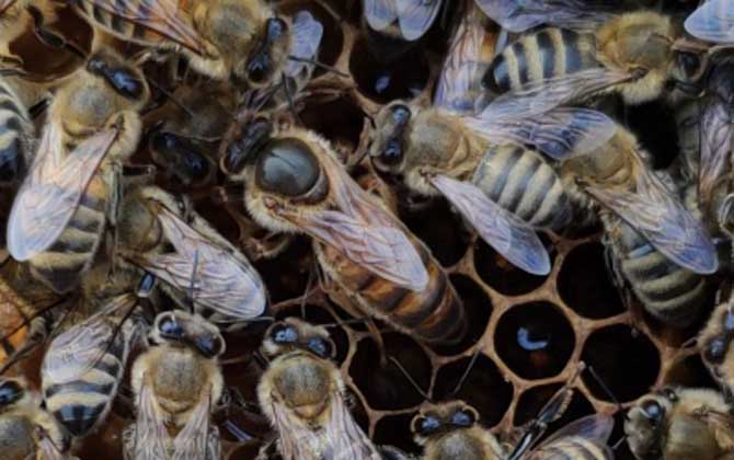  安蜂屬于高加索蜂嗎（安蜂生產(chǎn)性能）