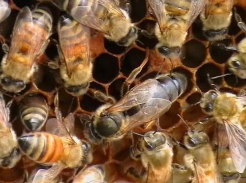 蜂王交尾不成功能產(chǎn)卵嗎（蜂王和工蜂同時(shí)產(chǎn)卵怎么辦）