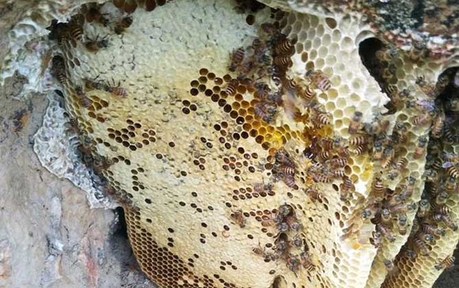 養中蜂最忌些什么東西？(中蜂養殖的注意事項)