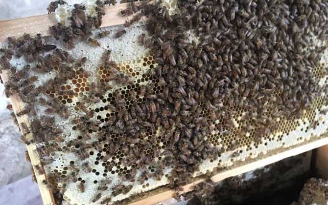 養中蜂最忌些什么東西？(中蜂養殖的注意事項)