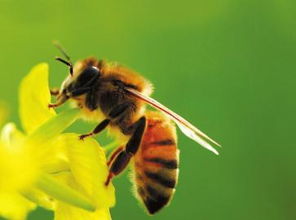 怎么飼養(yǎng)和管理喀爾巴阡蜂（喀（阡）黑環(huán)系蜜蜂的簡(jiǎn)介）