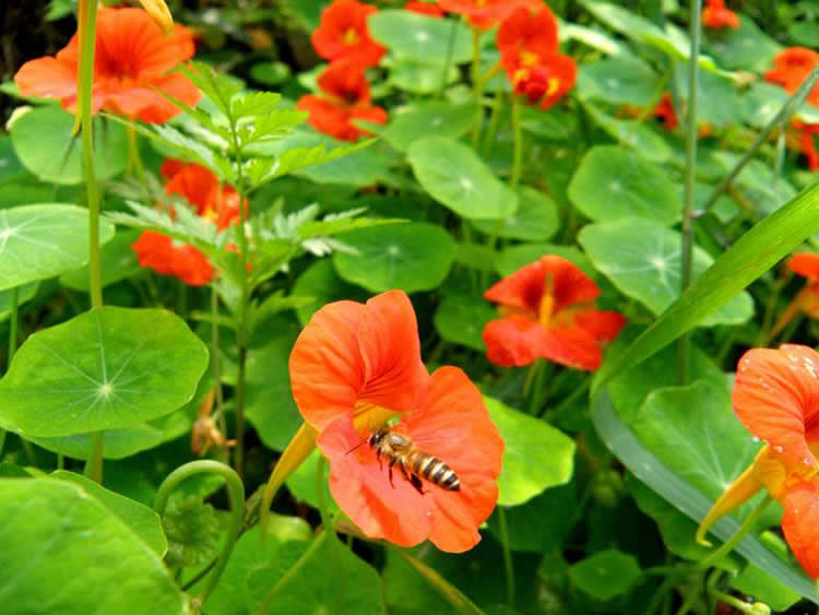 蜜蜂的資料有哪些內容？