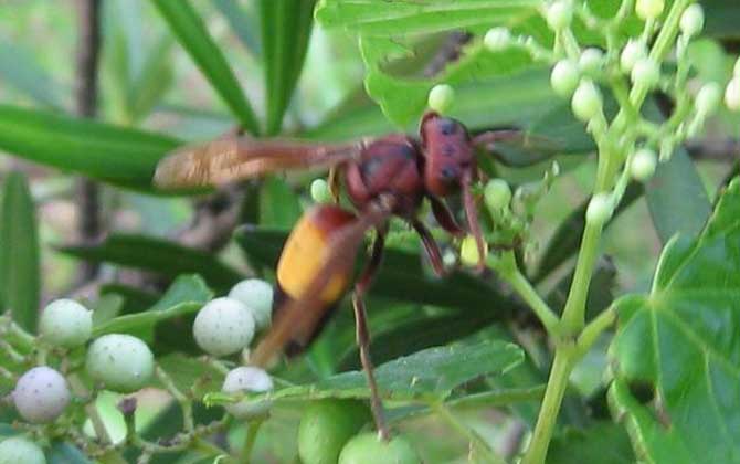 黃腰虎頭蜂是不是虎頭蜂（黃腰胡蜂是不是虎頭蜂）