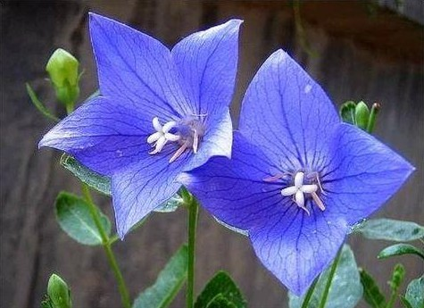 中草藥蜜源植物有哪些(常見的蜜源植物有哪些) 中草藥蜜源植物有哪些(常見的蜜源植物有哪些)