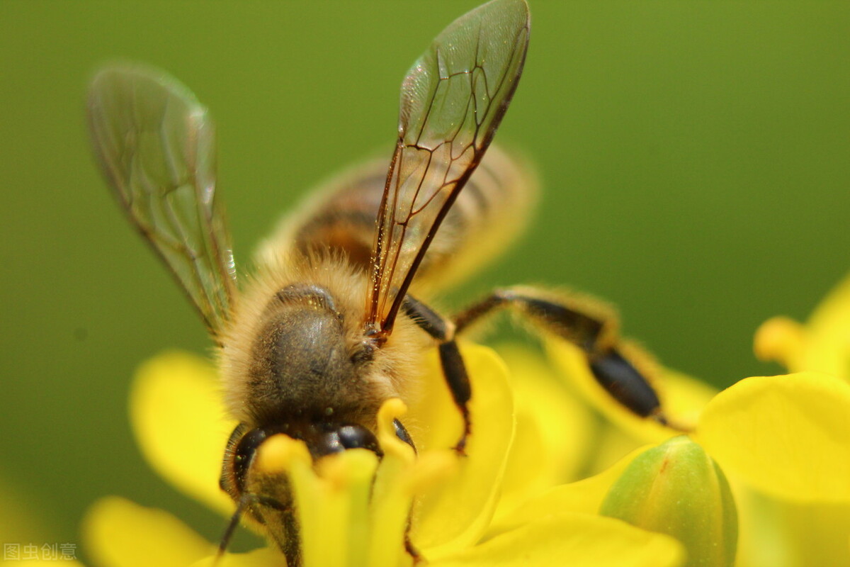 小孩子可以吃蜂蜜嗎(小孩子吃蜂蜜的注意事項) 小孩子可以吃蜂蜜嗎(小孩子吃蜂蜜的注意事項)