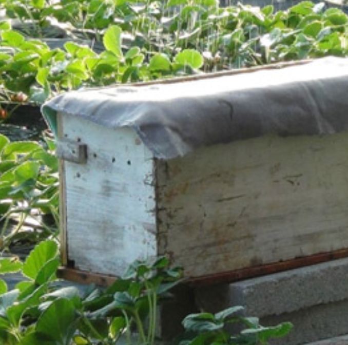 新手怎樣用方桶養(yǎng)蜂（新手用方桶養(yǎng)蜂，橫著放還是豎著放好）·