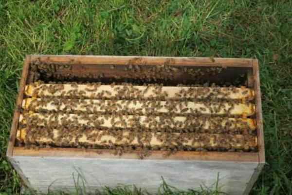 新手怎樣用方桶養(yǎng)蜂（新手用方桶養(yǎng)蜂，橫著放還是豎著放好）·