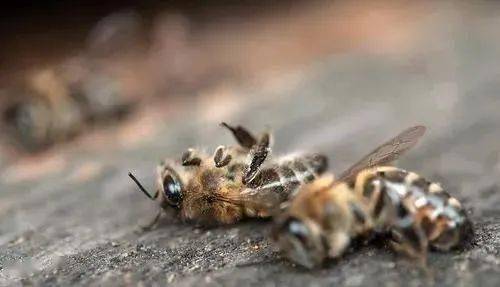 蜂螨防治方法有哪些(蜜蜂蜂螨怎么根治) 蜂螨防治方法有哪些(蜜蜂蜂螨怎么根治)