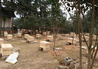 夢到養蜜蜂和養蜂場是什么意思（夢見養蜜蜂）