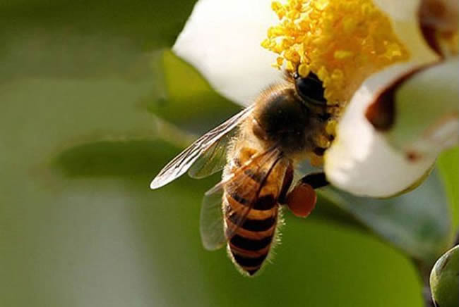 【蜜蜂知識】蜜蜂如何培養(yǎng)蜂王? 蜜蜂如何培養(yǎng)蜂王?