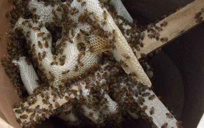 畢節中蜂是云貴高原中蜂嗎(云貴高原中蜂的種群范圍) 畢節中蜂是云貴高原中蜂嗎(云貴高原中蜂的種群范圍)