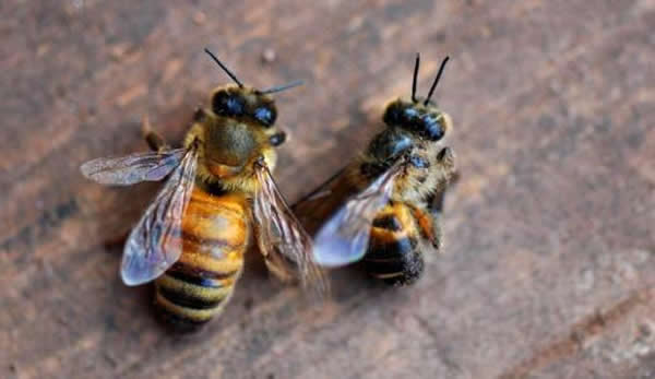 【蜜蜂知識】夏季蜂王停產(chǎn)的原因？