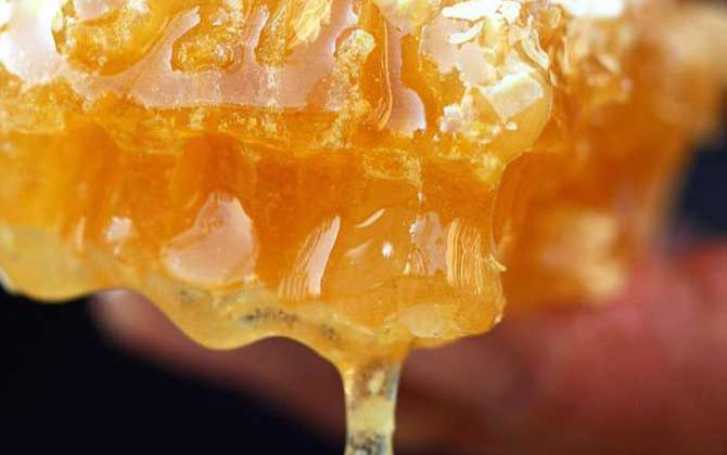 鴨腳木蜂蜜和普通蜂蜜的對比(鴨腳木蜂蜜和普通蜂蜜有區別嗎) 鴨腳木蜂蜜和普通蜂蜜的對比(鴨腳木蜂蜜和普通蜂蜜有區別嗎)