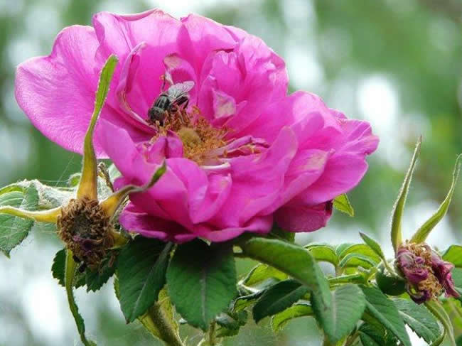 蜜蜂自然分蜂時會往哪里飛呢? 蜜蜂自然分蜂