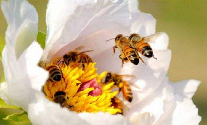 【蜜蜂知識】中華蜜蜂在哪里分布？