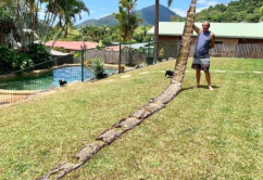 10米巨蟒真的存在？世界上最大的蟒蛇多長？溫度上升出現新品種