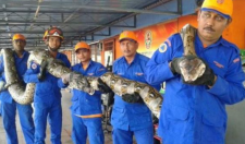 10米巨蟒真的存在？世界上最大的蟒蛇多長？溫度上升出現新品種