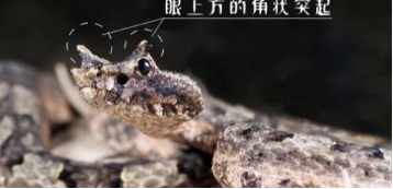 10米巨蟒真的存在？世界上最大的蟒蛇多長？溫度上升出現新品種