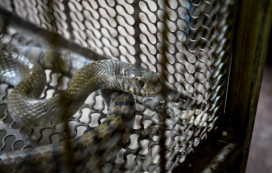 10米巨蟒真的存在？世界上最大的蟒蛇多長？溫度上升出現新品種