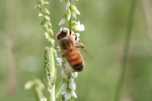 皖南中蜂(皖南中蜂好養嗎) 皖南中蜂(皖南中蜂好養嗎)