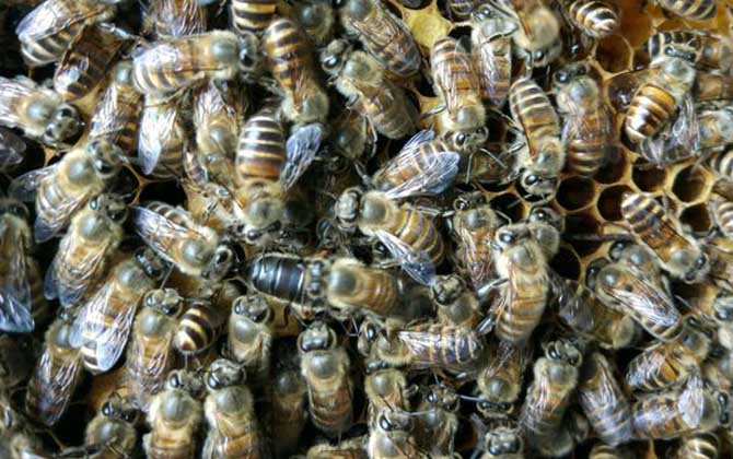 兩箱蜂合并有哪十種方法(兩箱蜂怎么合并) 兩箱蜂合并有哪十種方法(兩箱蜂怎么合并)