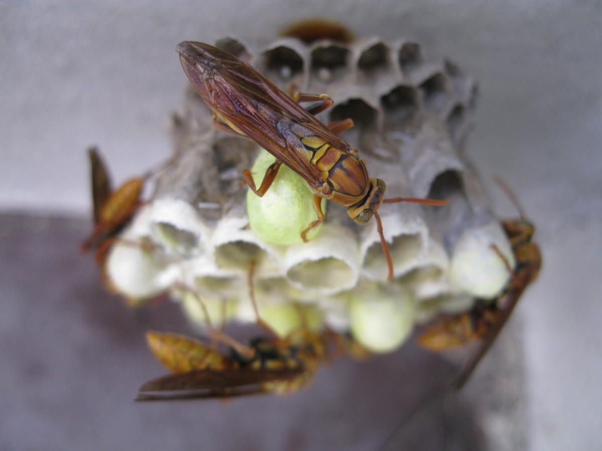 馬蜂的毒性有多大(馬蜂的毒性對身體有什么害處) 馬蜂的毒性有多大(馬蜂的毒性對身體有什么害處)