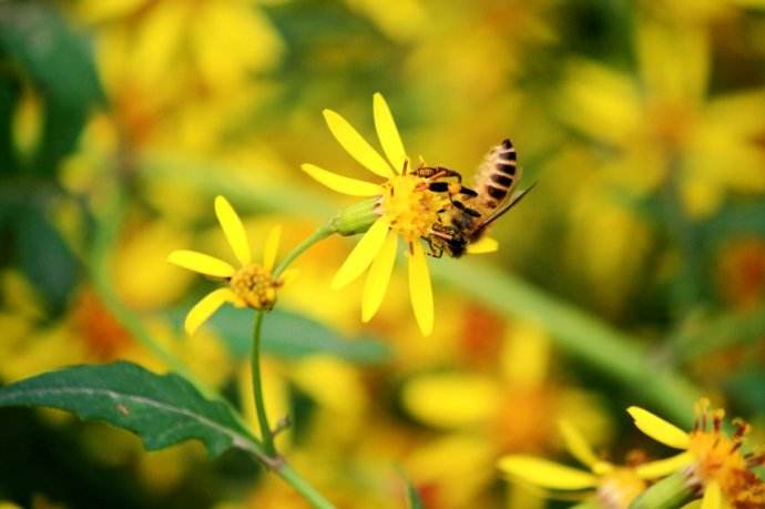 雄蜂卵和工蜂卵的區別？
