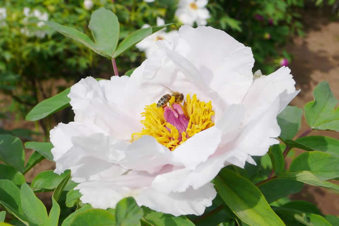 雄蜂卵和工蜂卵的區別？