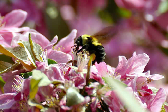 雄蜂卵和工蜂卵的區別？