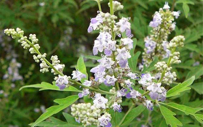 荊條泌蜜期多長(荊條什么時候開花) 荊條泌蜜期多長(荊條什么時候開花)