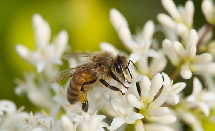 在小區(qū)養(yǎng)蜂是合法的嗎（城市養(yǎng)蜂違反哪條法律）