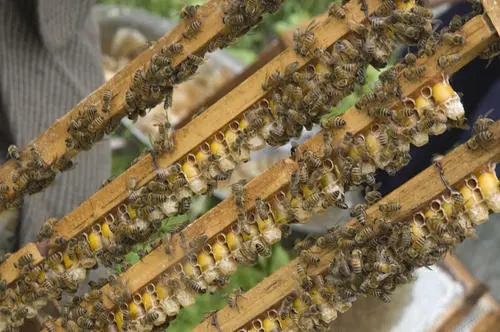 雄蜂試飛八天多了怎么沒有分蜂（雄蜂試飛后多久分蜂）