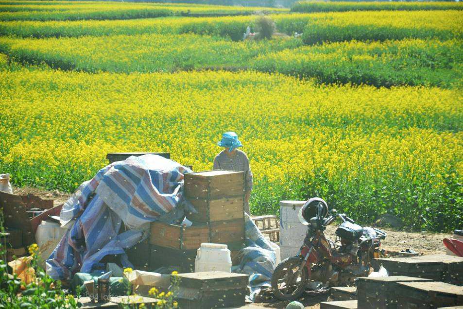 【蜜蜂養殖】養蜂人為什么都長壽 養蜂人為什么都長壽
