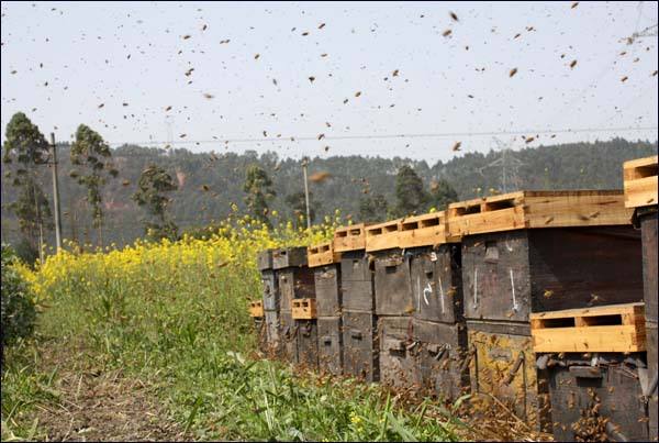 【蜜蜂養殖】養蜂人為什么都長壽 養蜂人為什么都長壽