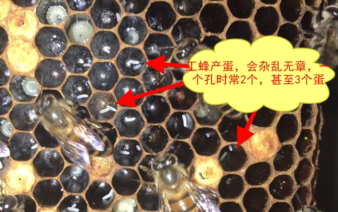 工產蜂和正常工蜂的區別(工蜂產的卵是什么蜂) 工產蜂和正常工蜂的區別(工蜂產的卵是什么蜂)