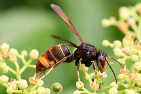 什么是花腳胡蜂(馬蜂品種圖片說明) 什么是花腳胡蜂(馬蜂品種圖片說明)