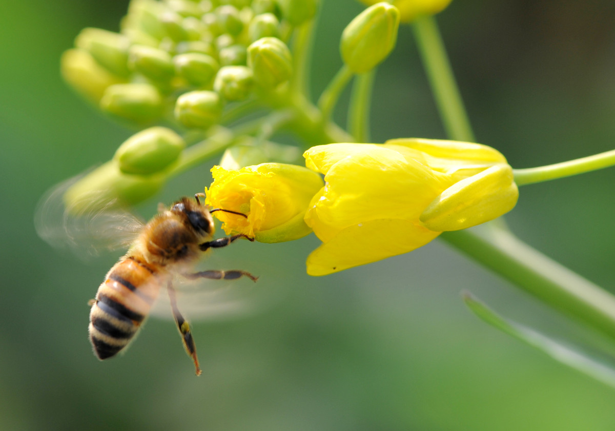 工蜂每天工作幾小時(蜜蜂一天工作幾小時) 工蜂每天工作幾小時(蜜蜂一天工作幾小時)
